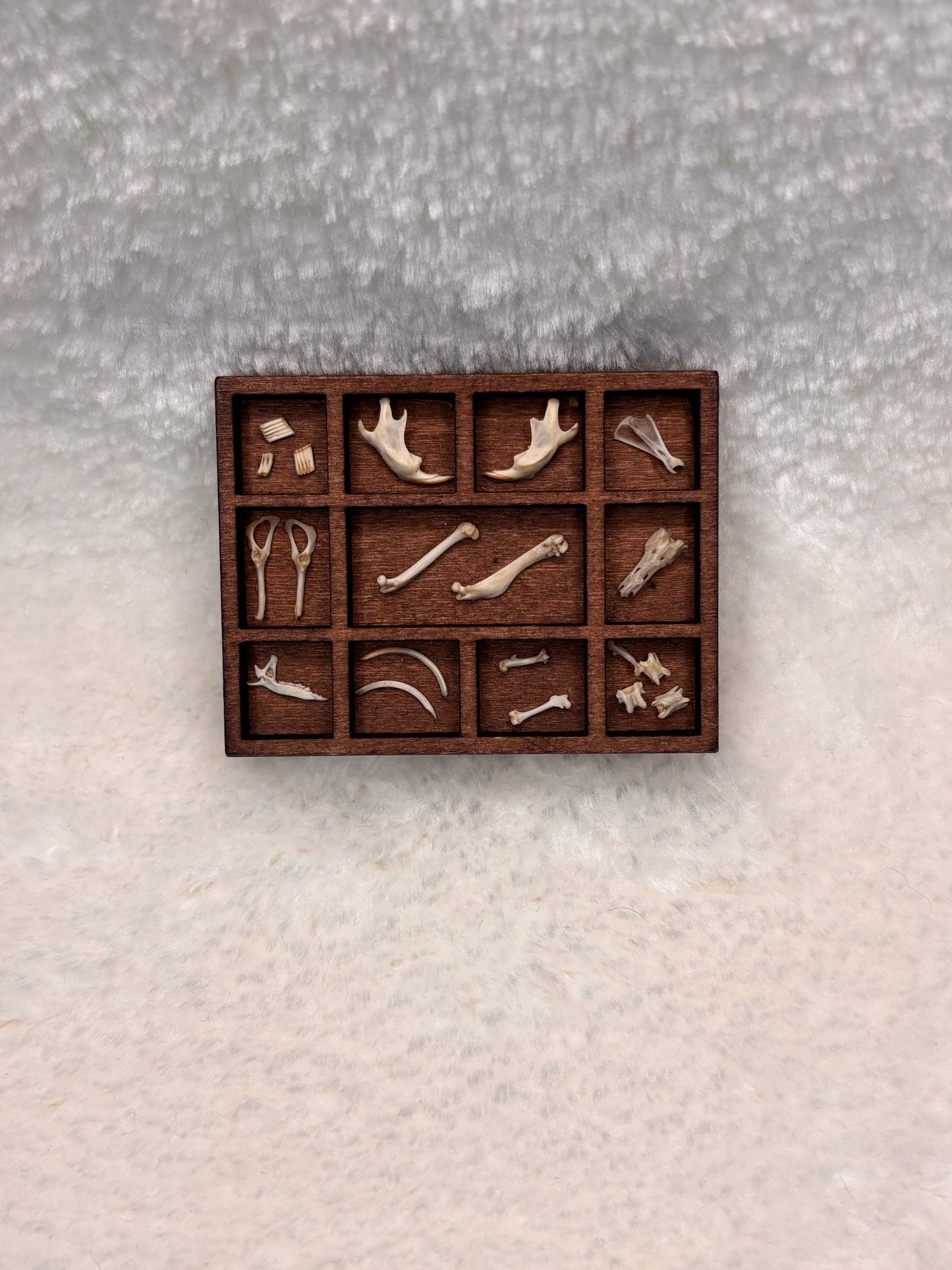 Mini Curio Display #1