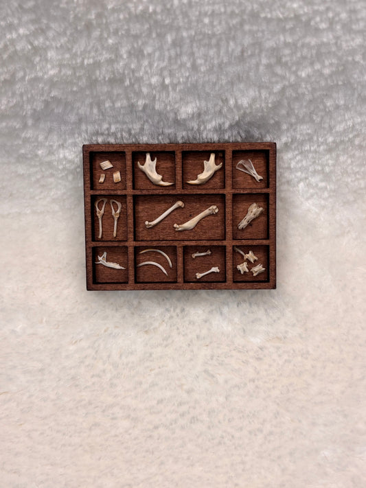 Mini Curio Display #1