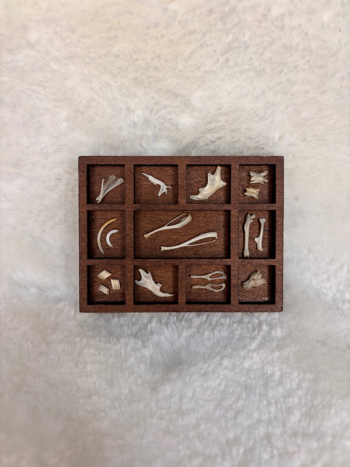 Mini Curio Display #18