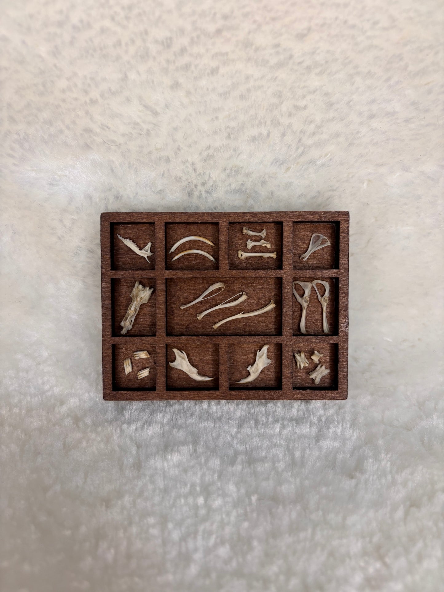 Mini Curio Display #3