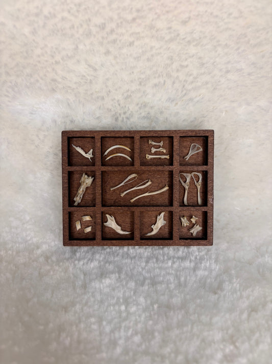 Mini Curio Display #3
