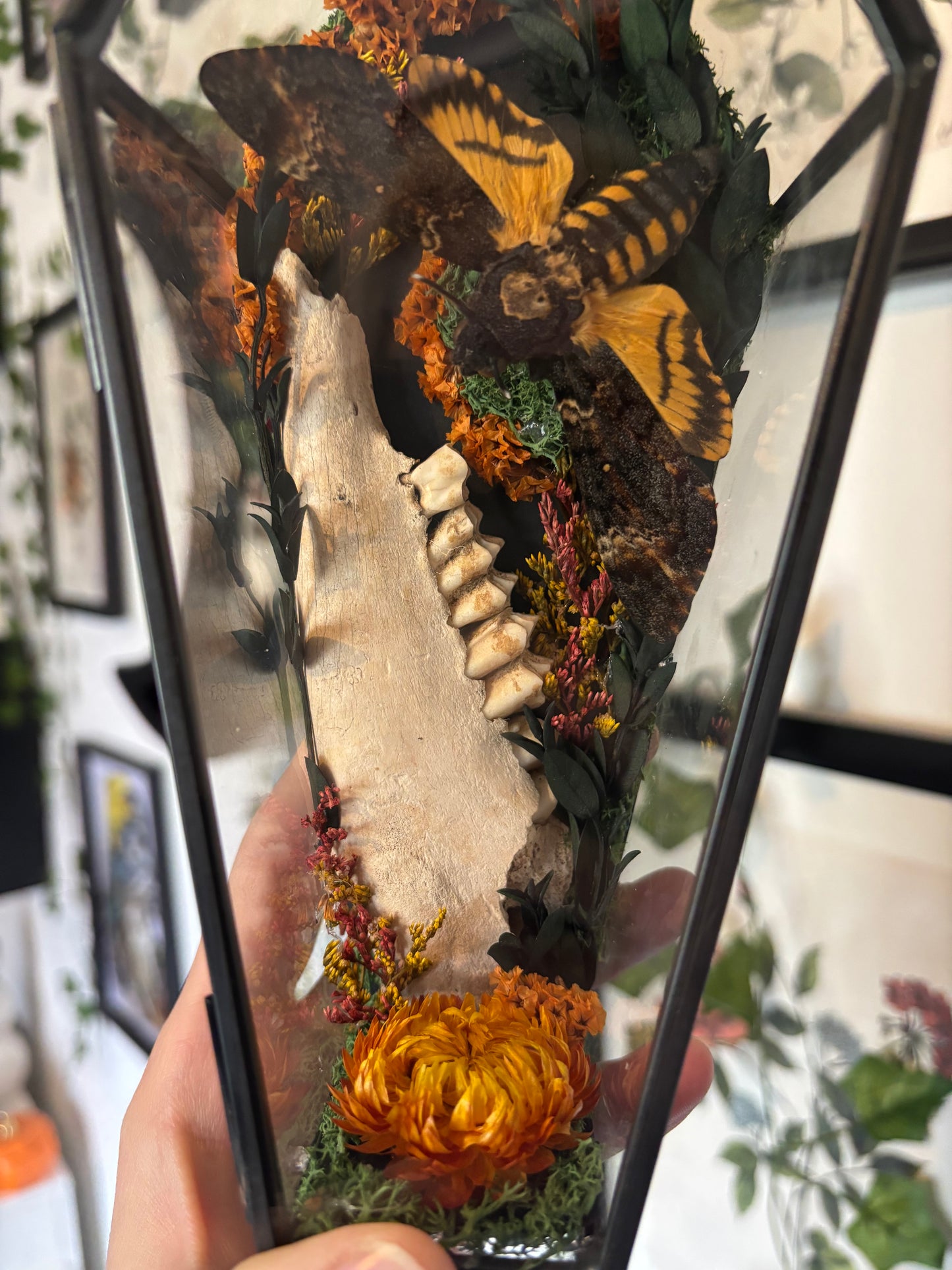Deaths Head Hawkmoth & Deer Jaw Bone Coffin Terranium