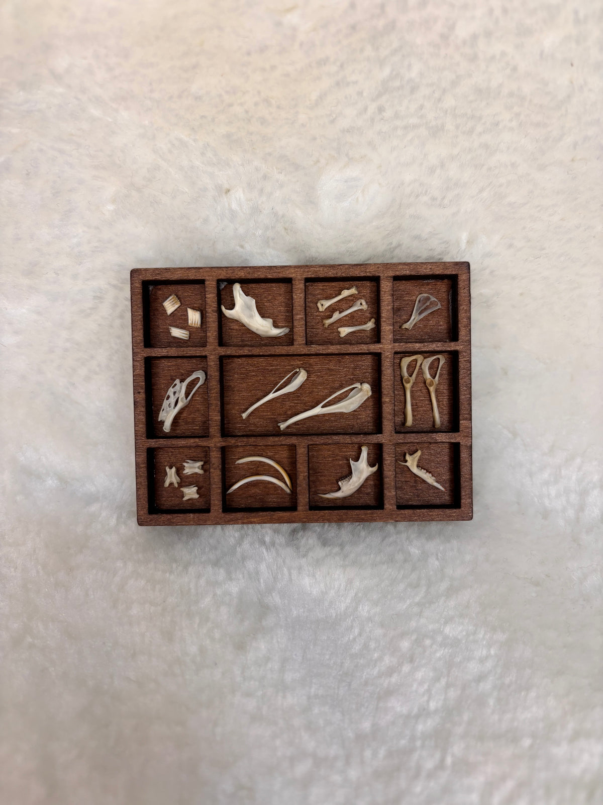 Mini Curio Display #16