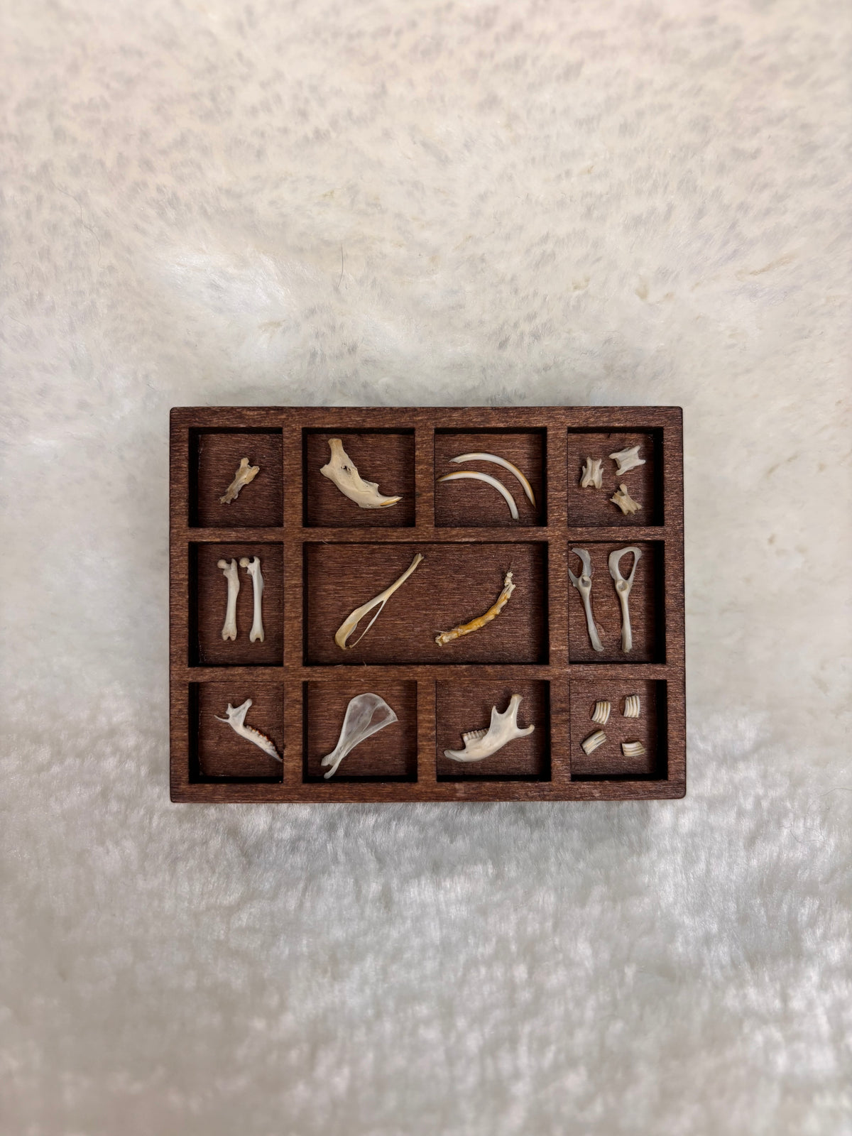Mini Curio Display #5