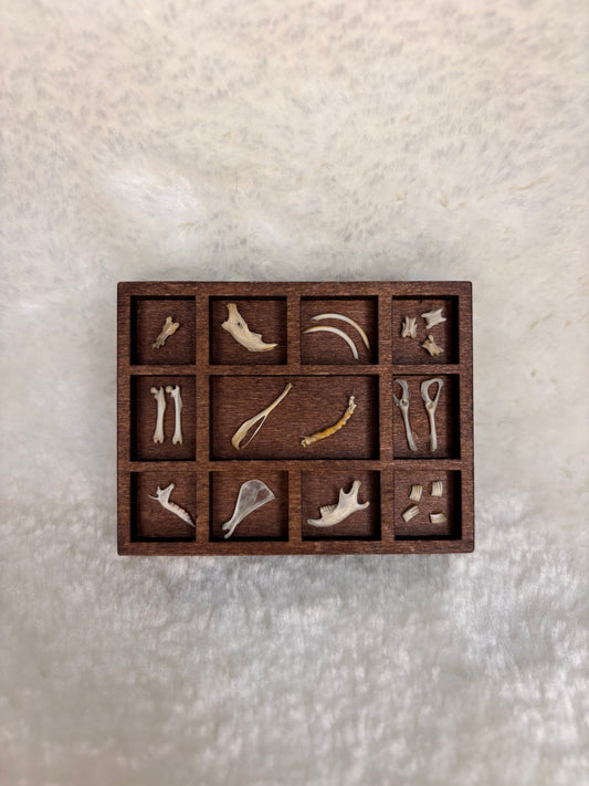 Mini Curio Display #5