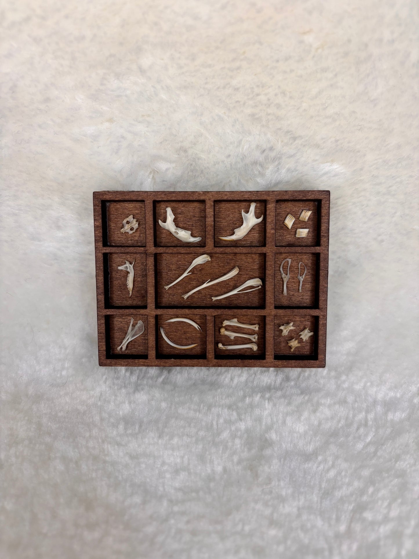 Mini Curio Display #12