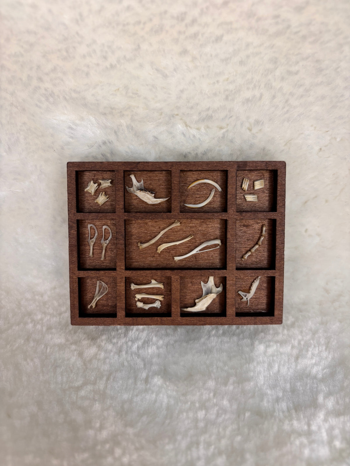 Mini Curio Display #7