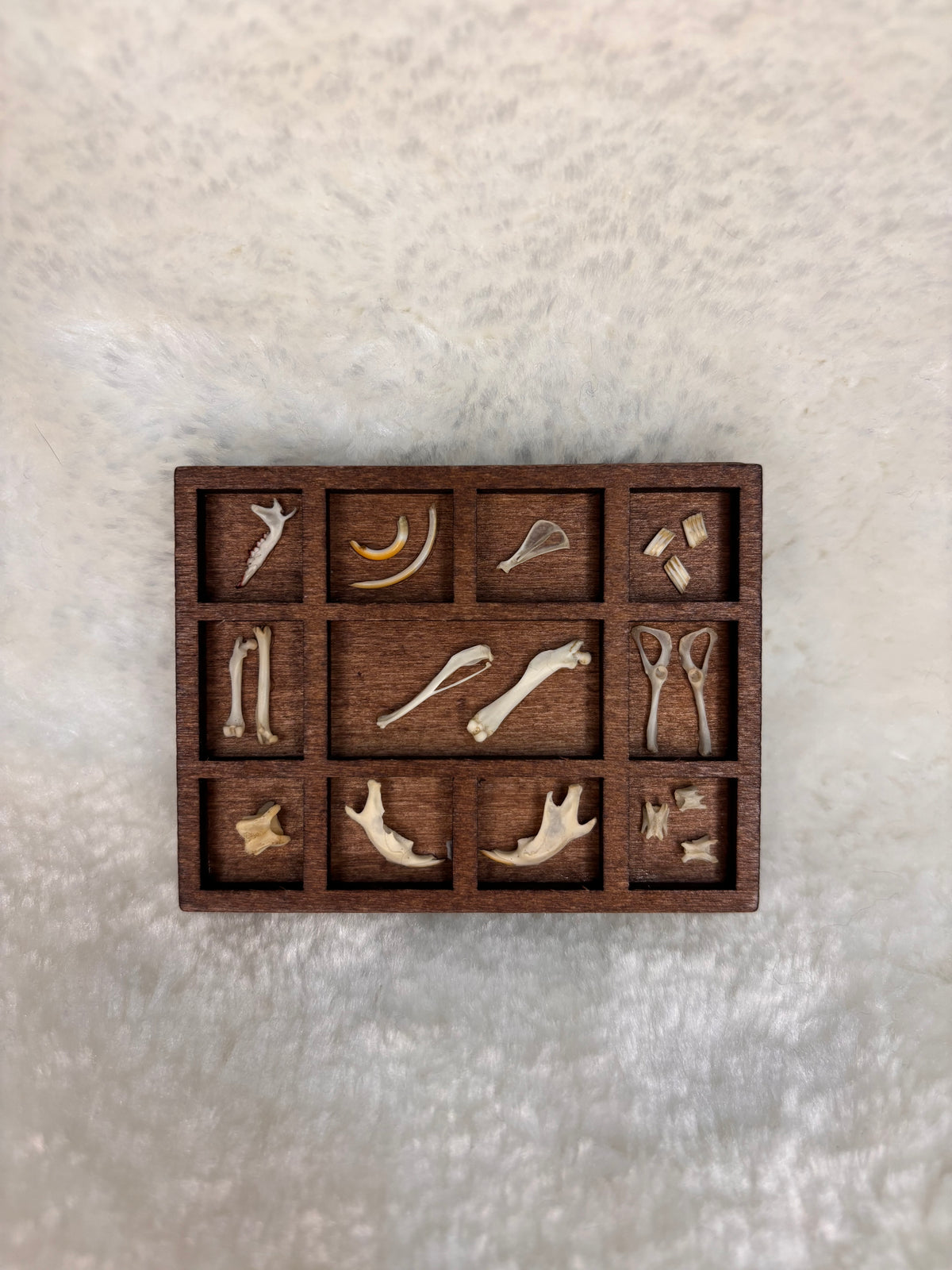 Mini Curio Display #8
