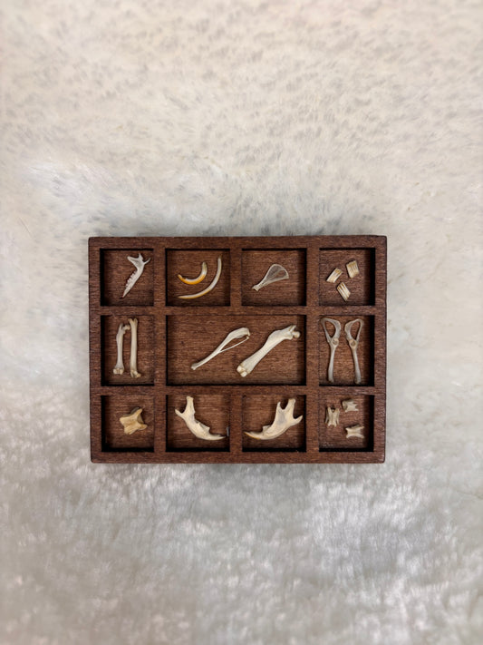 Mini Curio Display #8