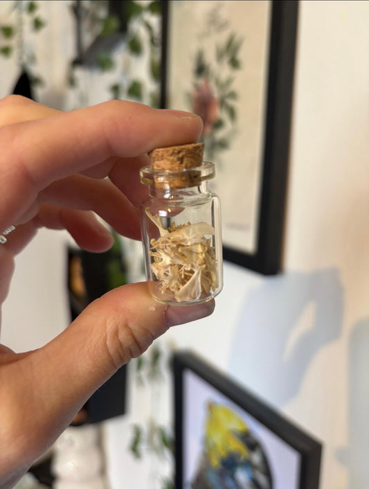 Misc Small Mammal Bones Jar