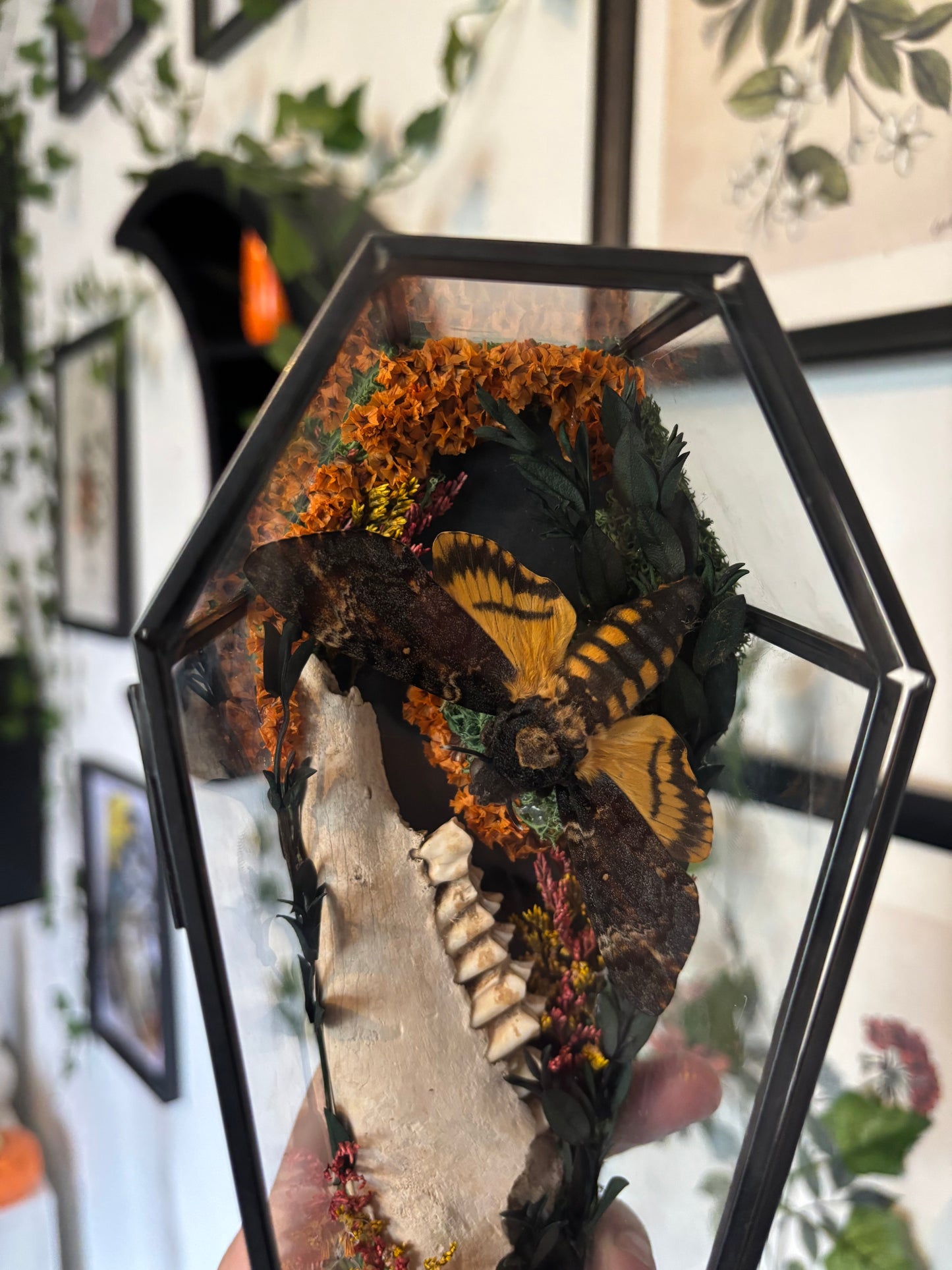 Deaths Head Hawkmoth & Deer Jaw Bone Coffin Terranium