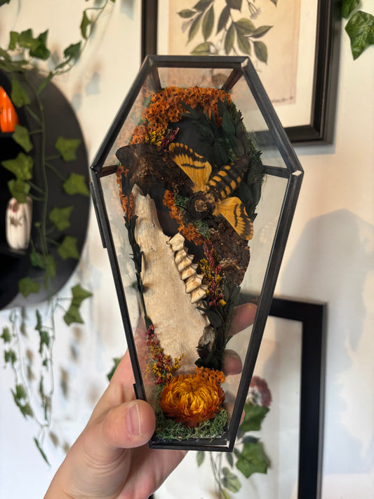 Deaths Head Hawkmoth & Deer Jaw Bone Coffin Terranium