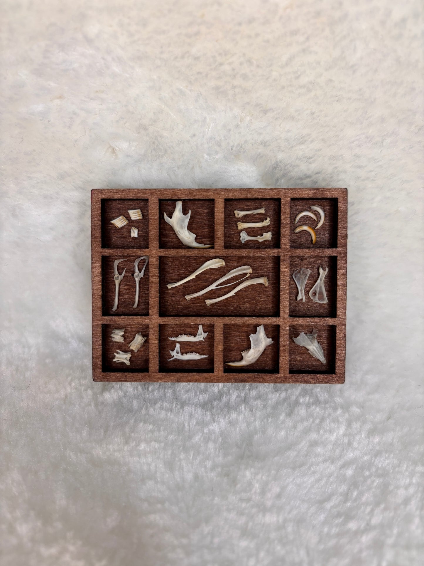 Mini Curio Display #11