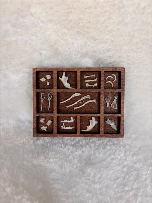 Mini Curio Display #11