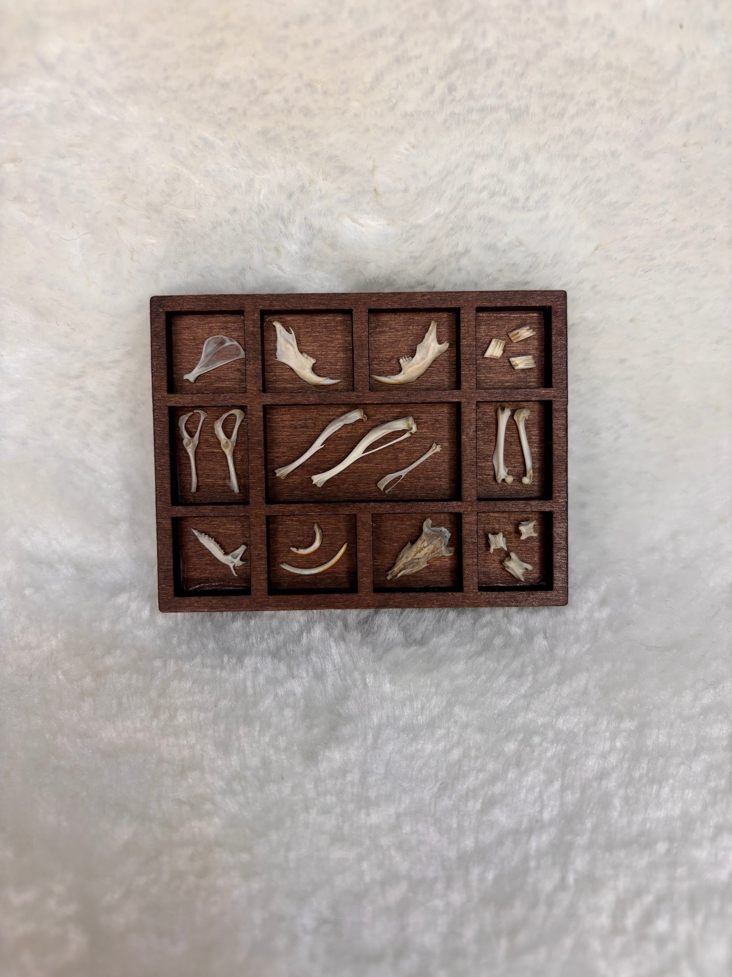 Mini Curio Display #14