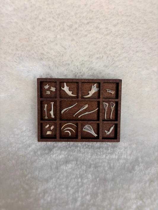 Mini Curio Display #2