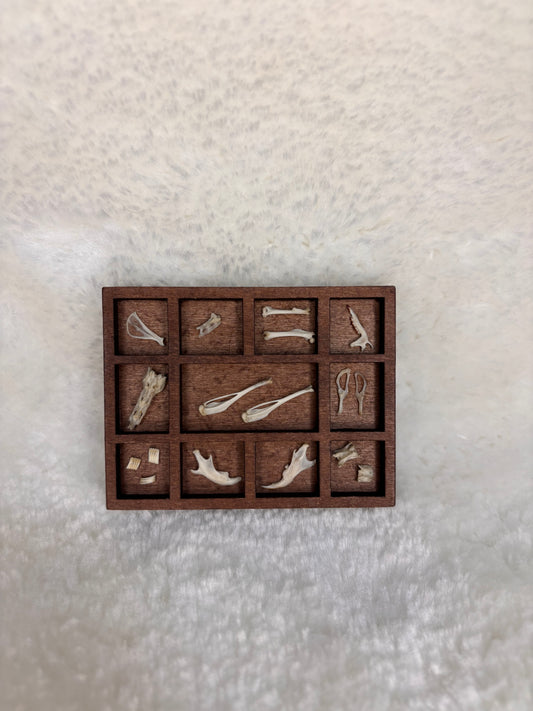 Mini Curio Display #4