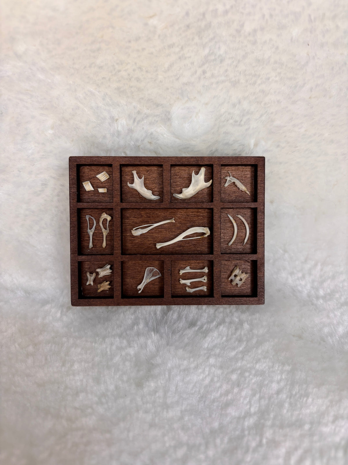 Mini Curio Display #17