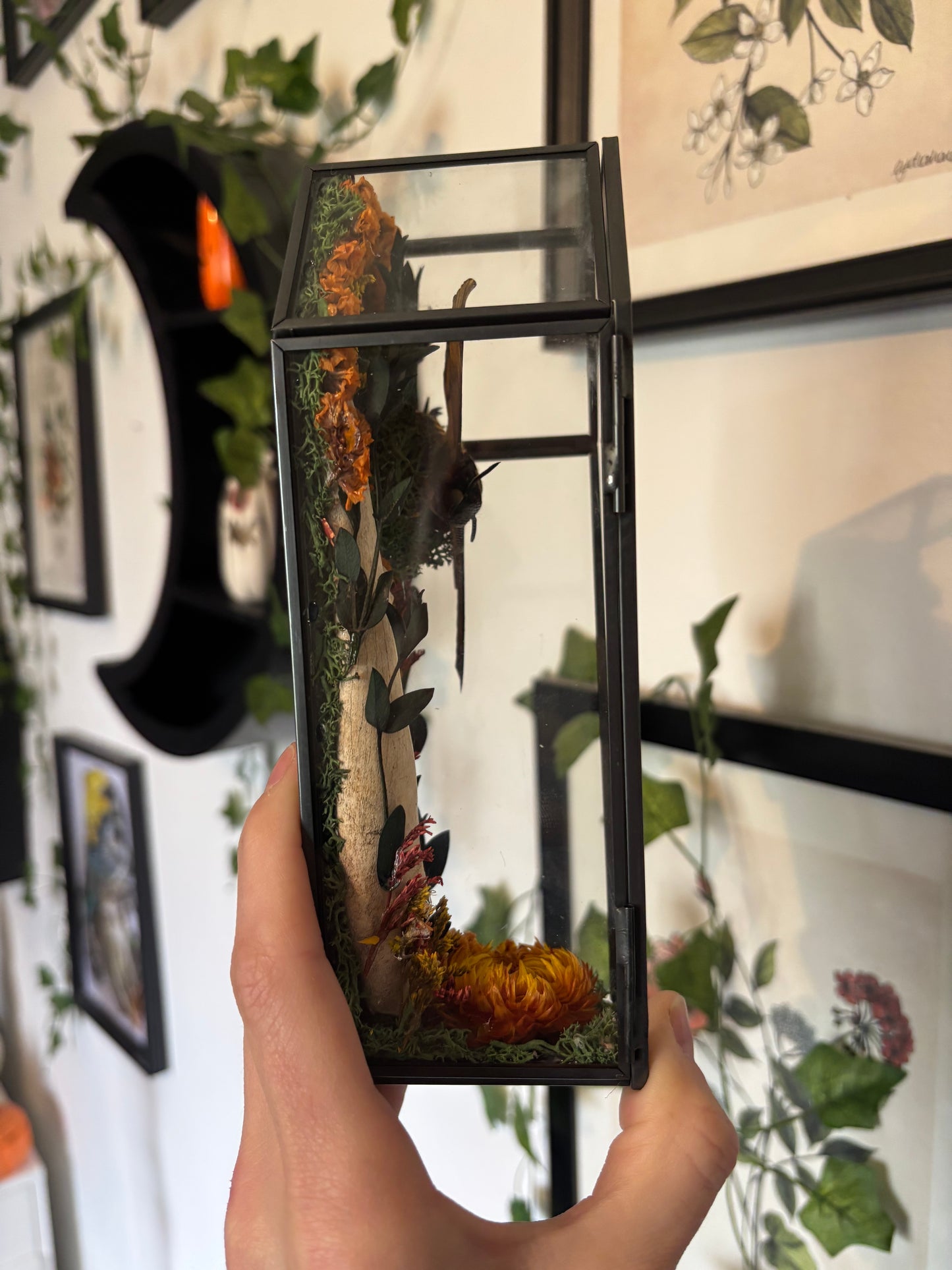 Deaths Head Hawkmoth & Deer Jaw Bone Coffin Terranium