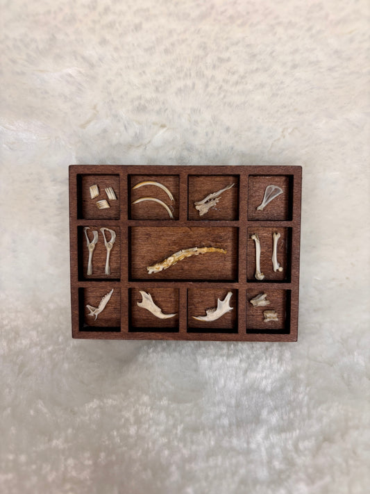Mini Curio Display #9