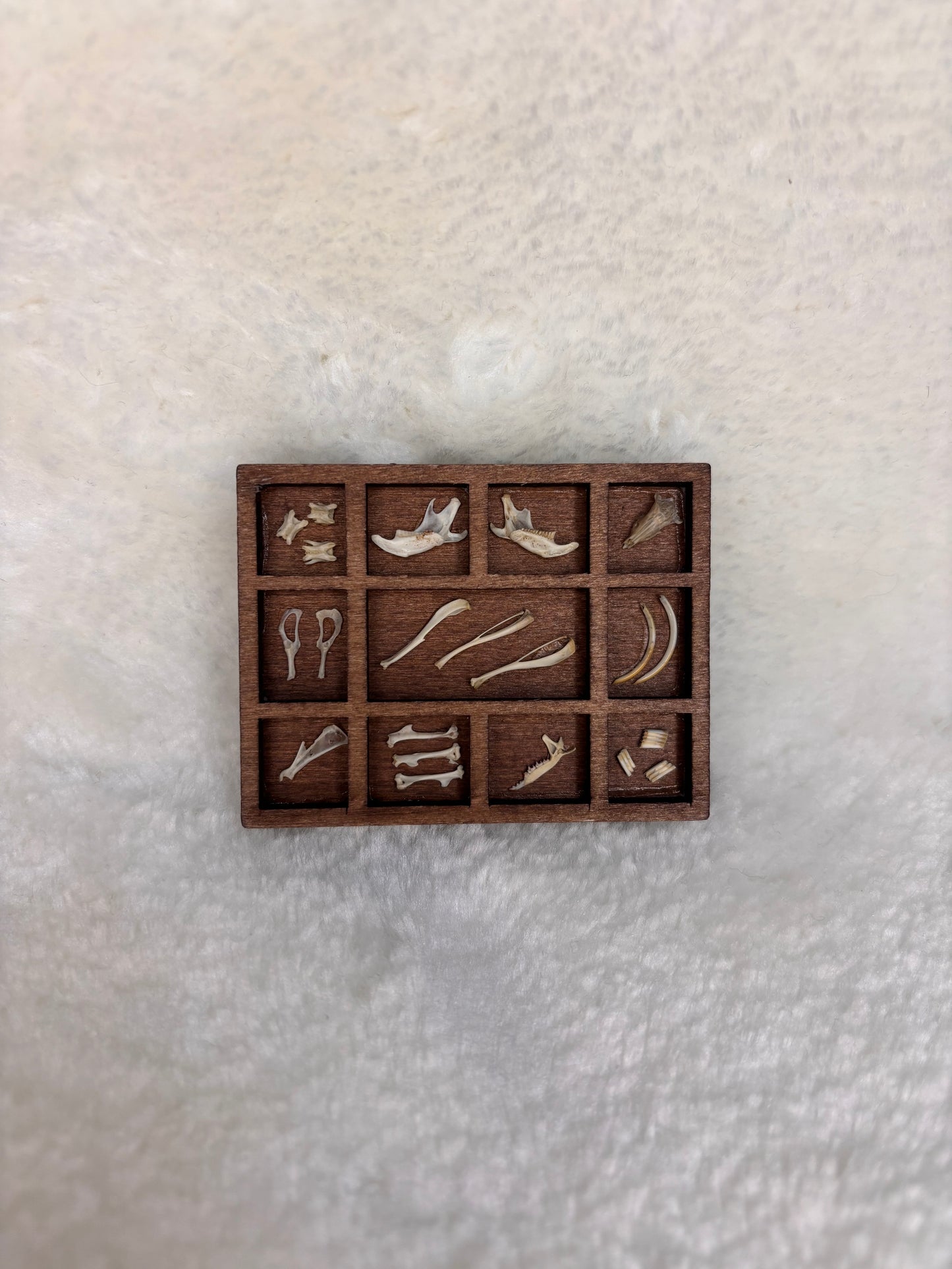Mini Curio Display #15