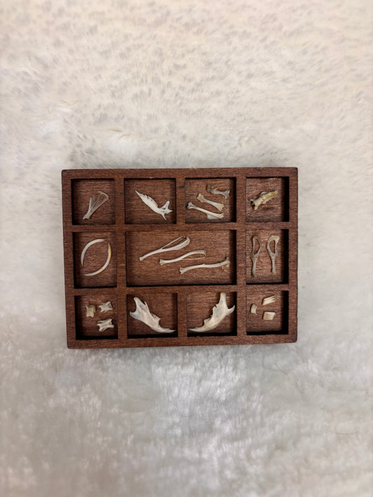 Mini Curio Display #10