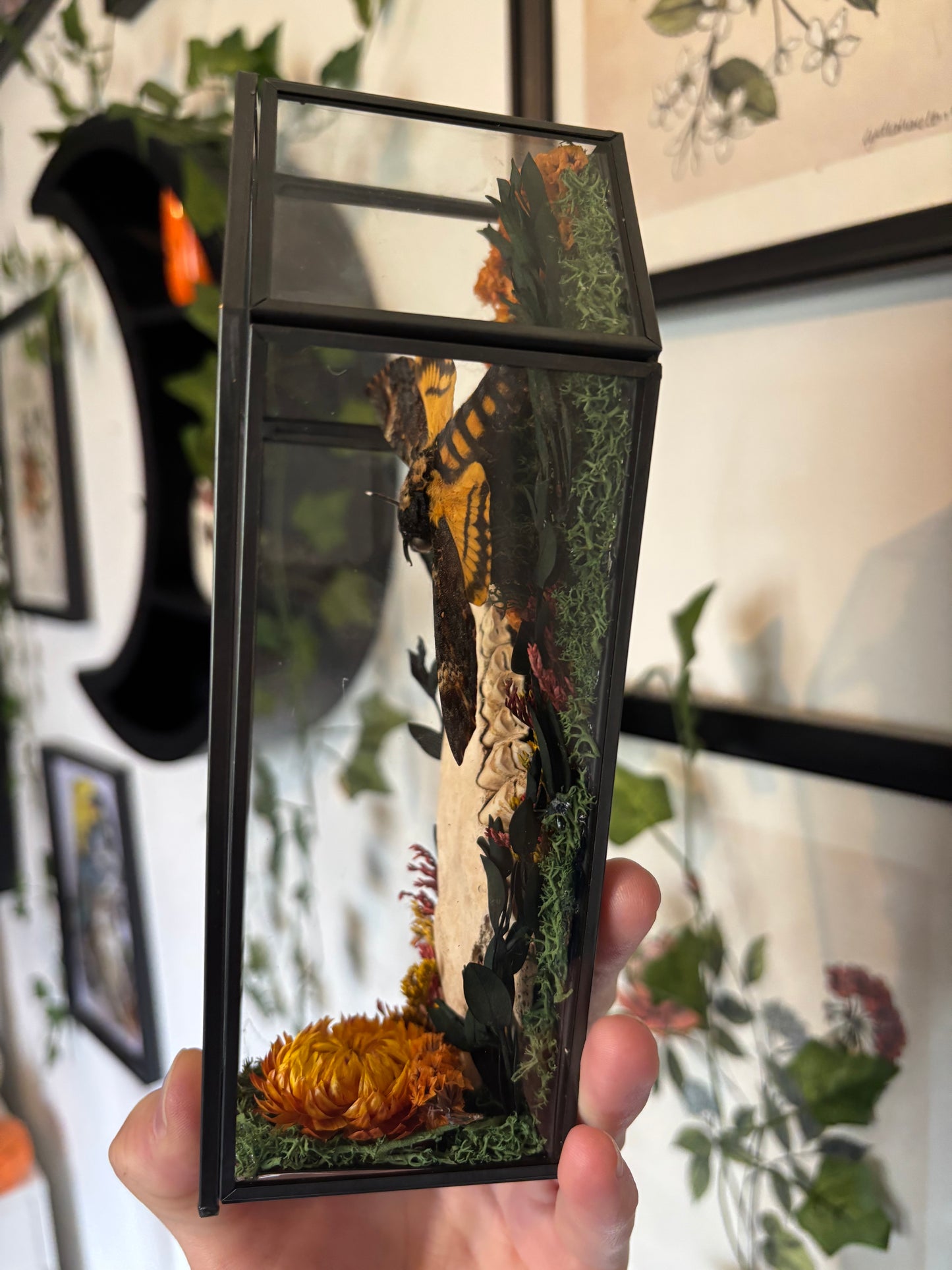 Deaths Head Hawkmoth & Deer Jaw Bone Coffin Terranium