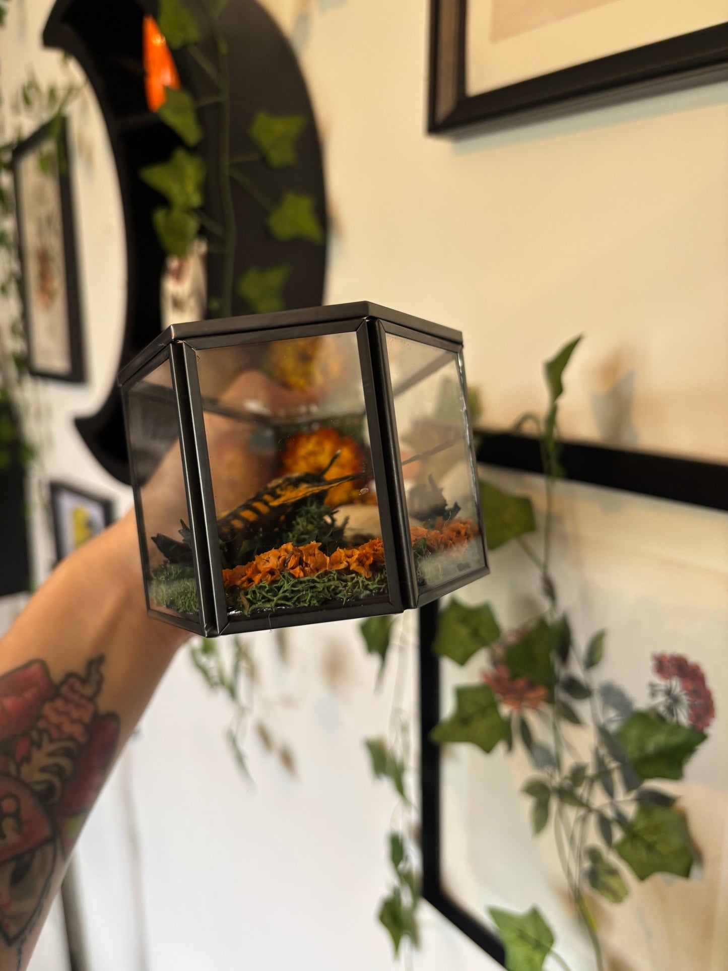 Deaths Head Hawkmoth & Deer Jaw Bone Coffin Terranium