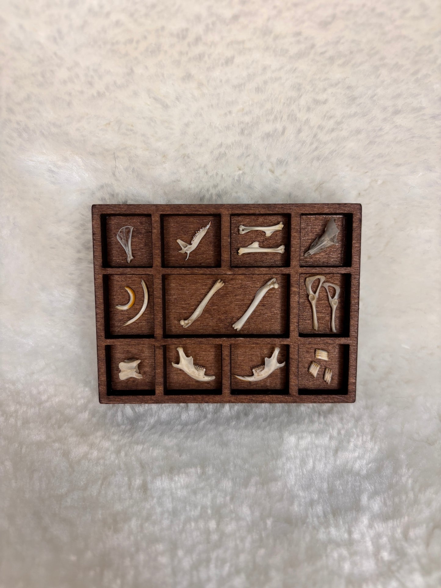 Mini Curio Display #6