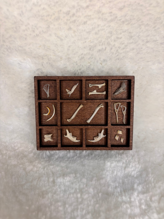 Mini Curio Display #6